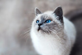 Οι πιο παράξενες διαθήκες πλουσίων - Επαύλεις για γάτες και μακάβρια φρίσμπι