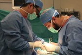 ΗΠΑ: Για πρώτη φορά στον κόσμο γιατροί συνέδεσαν με επιτυχία σε άνθρωπο νεφρό από χοίρο