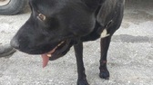 Ηλικιωμένος στις Σέρρες έδεσε σκύλο στο αγροτικό και τον έσερνε από τον λαιμό